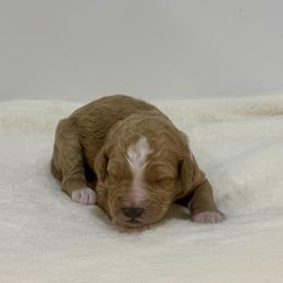 Mango - Red  female Goldendoodle puppy in Kenansville, North Carolina from J+A Family Doodles