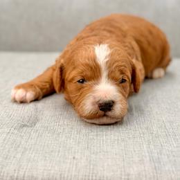 Waylon - Red  male Goldendoodle puppy in Queen Creek, Arizona from Goldendoodle AZ