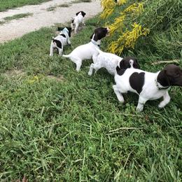 German Shorthaired Pointer Puppies from Hardwood Kennels