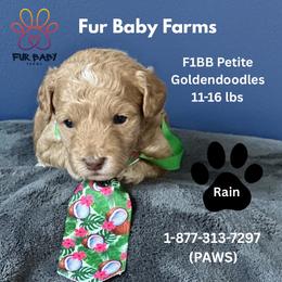 Rain - Apricot male Goldendoodle puppy in Michigan from Fur Baby Farms