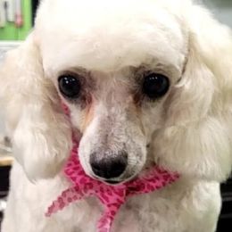 Cavapoos and Poodles from Danielle’s Cavapoos