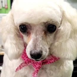 Cavapoos and Poodles from Danielle’s Cavapoos