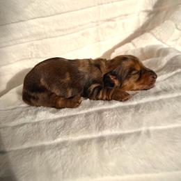 Chocolate dapple girl - Dapple female Dachshund puppy in Wilton, California from Ranch Raised Doxies