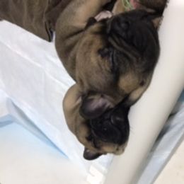 French Bulldog Puppies from PNW French Bulldogs