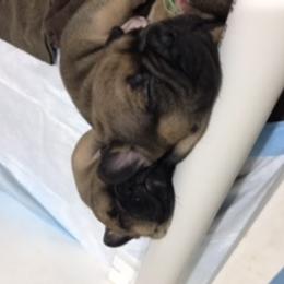French Bulldog Puppies from PNW French Bulldogs