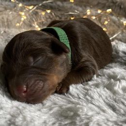 Assorted Doodle Crosses Puppies from Doodles Domain