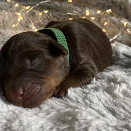 Assorted Doodle Crosses Puppies from Doodles Domain