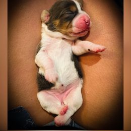 Lime Green Girl - Toast - Black tan and bluetick female Beagle puppy in Grantsville, Maryland from Fable & Fern Beagles