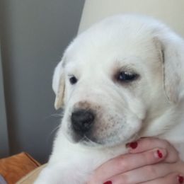 Bicho - Central Asian Shepherd Dog puppy in Staunton, Virginia from Spinaz de Can