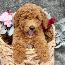 Reed- AKC Mini Poodle in NC - Apricot male Poodle puppy in Stokesdale, North Carolina from His and Hers Poodles and Doodles