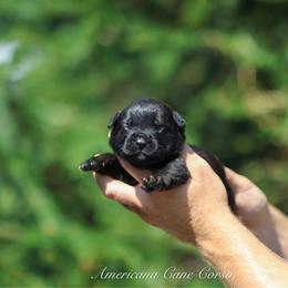Tempo - Black female Cane Corso puppy in Cable, Ohio from Americana Cane Corso