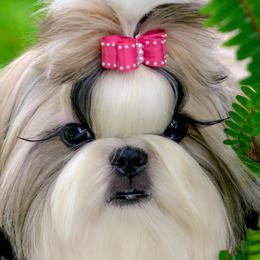 Shih Tzus from Tian Mi Shih Tzu