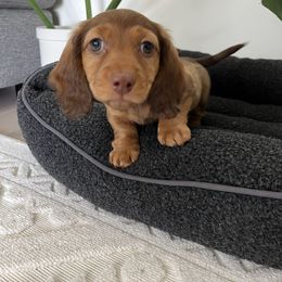 Dachshund Puppies from Ella's Mini Long Haired Dachshunds