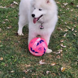 Samoyed Puppies from Hill Country Samoyeds