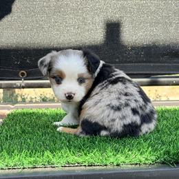 Rainbow - Blue merle female Toy Australian Shepherd puppy in Menifee, California from Riders Toy Aussies