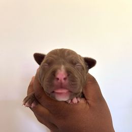 Circe - Brown female American Pit Bull Terrier puppy in Frederick, Maryland from •Wyngate Pits•