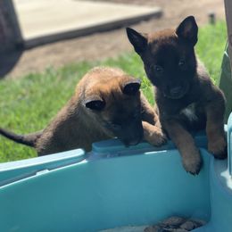 Belgian Malinois Puppies from Tehachapi Malinois