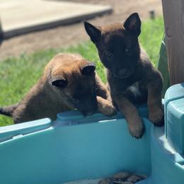 Belgian Malinois Puppies from Tehachapi Malinois