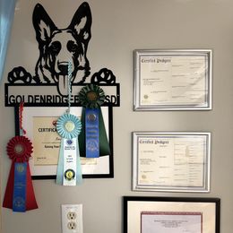 German Shepherd Puppies from Golden Ridge