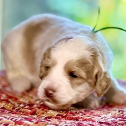 Green Collar - Caramel male Australian Labradoodle puppy in Coeur D'alene, Idaho from Lake City Labradoodles