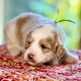 Green Collar - Caramel male Australian Labradoodle puppy in Coeur D'alene, Idaho from Lake City Labradoodles