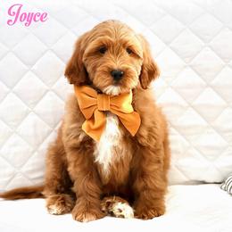 Joyce - Caramel red female Australian Labradoodle puppy in Diamond Bar, California from Furrytaildoodles