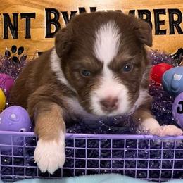 Jazzy - Red tri-color female Australian Shepherd puppy in Magee, Mississippi from Paint ByNumbers Ranch