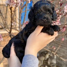 Midnight - Black female Cockapoo puppy in Liberty, Kentucky from Kentucky Cockapoos