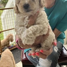 Teddy Bear - Apricot Poodle puppy in Lexington, Tennessee from Jm’s Precious Poodles