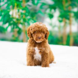 Dewey - Red  male Goldendoodle puppy in Fort Myers, Florida from Corgis & Doodles