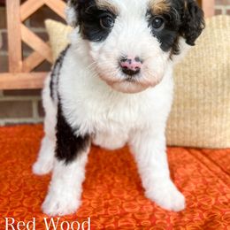 Red Wood - Tri-color female Bernedoodle puppy in Sunman, Indiana from Brunsman Country Doodles LLC