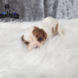 Cavalier King Charles Spaniel and Companion Cross Puppies from Pups on the Ridge