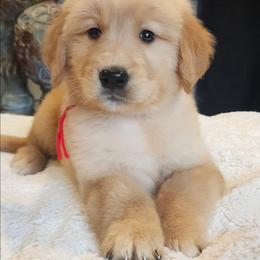 Red boy golden Retriever - Golden male Golden Retriever puppy in Howell, Michigan from Robbin's Treasures