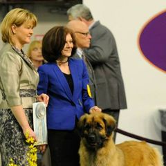 Leonbergers from Ex Animo Leonbergers and WHD