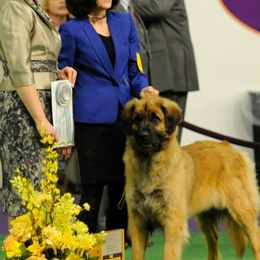 Leonbergers from Ex Animo Leonbergers and WHD