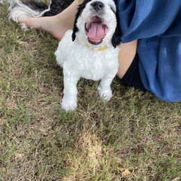 Bernedoodle Puppies from Sadie’s Doodles