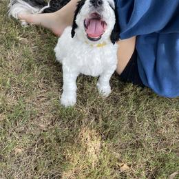Bernedoodle Puppies from Sadie’s Doodles