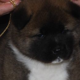 Akita Puppies from Gallant Akitas
