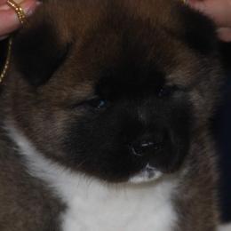 Akita Puppies from Gallant Akitas