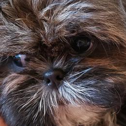 Maltese, Maltipoos, Poodles, and Shih Tzus from Marlees Puppies 1