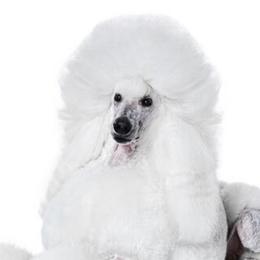 Japanese Chins and Poodles from My Pride Poodles & Japanese Chins