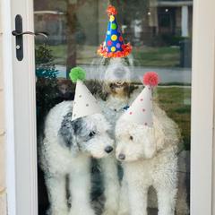 Double Doodles from The Lucky Doodle