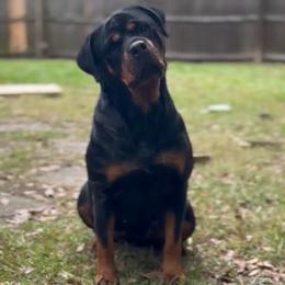 Zoey - Rottweiler