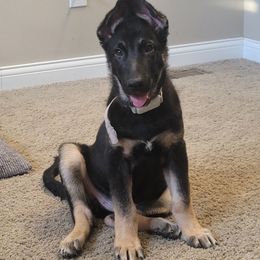 German Shepherd Puppies from Sandy’s Shepherds