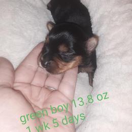 Yorkshire Terrier Puppies from Yorkie Prints