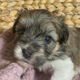 Betty - Red sable female Havanese puppy in Clermont, Florida from Country Sweet Havanese and Creative Coaching