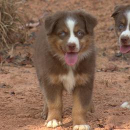 REX - Red tri male Miniature Australian Shepherd puppy in Scroggins, Texas from MAC's Cirkles 8 Aussies
