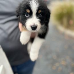 Australian Shepherd Puppies from Southern Sky Aussies