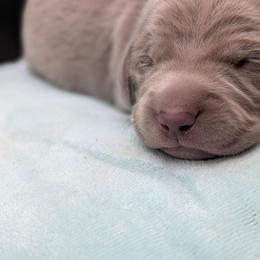 Jennifer - Silver gray female Weimaraner puppy in Evart, Michigan from Drehbar Weimaraners