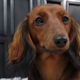 Stevie - Dachshund
